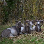 Mouflon gité